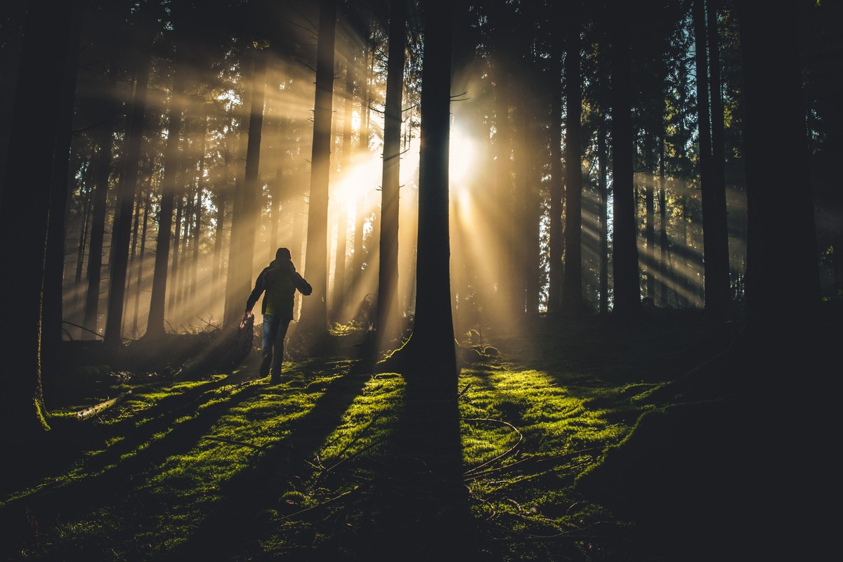 Person går i skogen och solen strilar genom träden